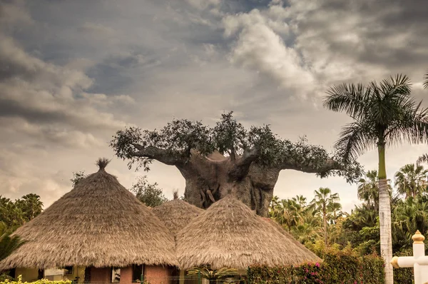 Rieten Daken Van Huizen Een Mooie Grote Boom Tenerife Februari — Stockfoto