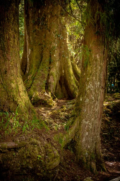 Parktaki yaşlı ağaç. Tayvan Alishan 20 Mart 2019