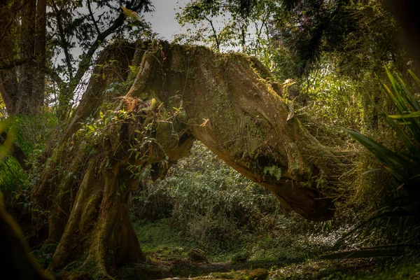 Oude Boom Het Park Taiwan Alishan Maart 2019 — Stockfoto