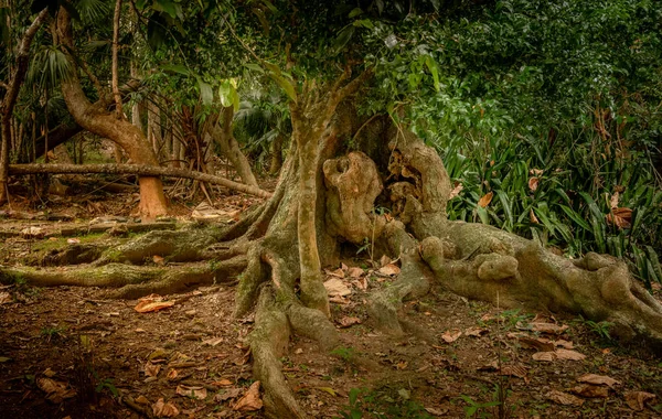 Büyük bir gövdesi ve zeminin üzerinde büyük kökleri olan yaşlı bir ağaç.