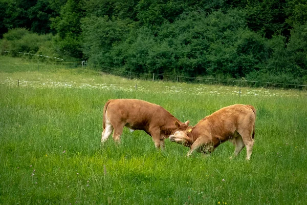 Cattle Grazing Green Meadow — Stock Photo, Image