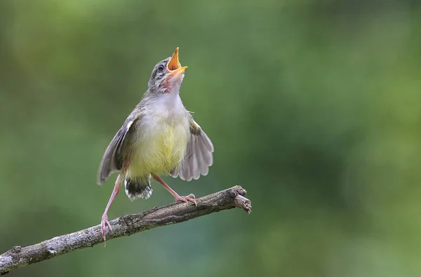 Little Bird Singing Bar Winged Prinia — Stock Photo, Image
