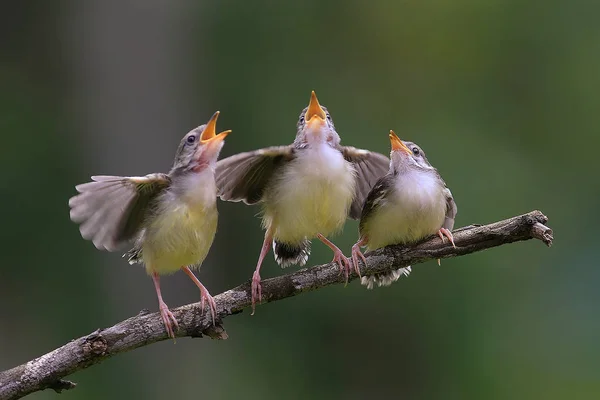 小鳥は翼のあるバーを歌っているなかま — ストック写真