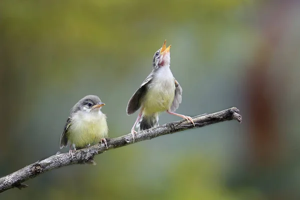 Маленький Птах Співає Крилату Принцесу — стокове фото