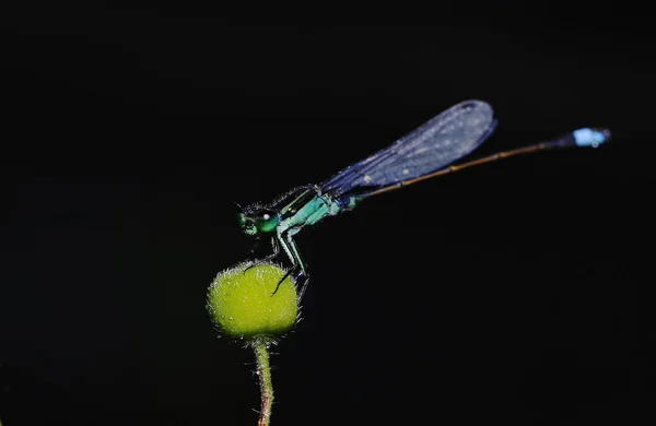 Dragonfly Het Zaad — Stockfoto