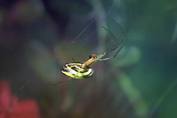 Pavouk Visel Čekání Léček — Stock fotografie