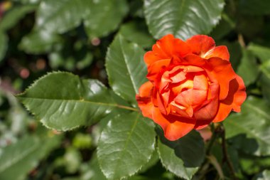 Park yeşil alan üzerinde kırmızı gül