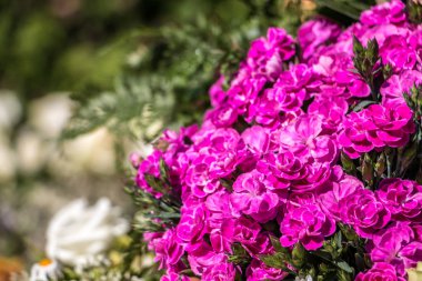 Park yeşil alan üzerinde mor çiçekler