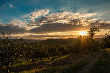 Günbatımı gökyüzü ve alanları olan elma ağaçlarının