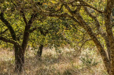 Vahşi doğada eski elma ağaçlarının ve uzun kuru ot Bahçe