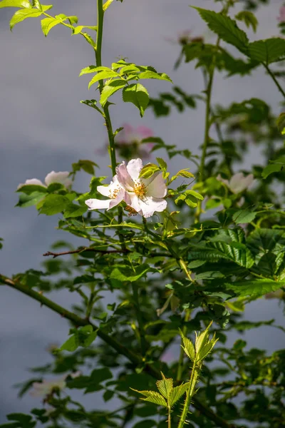 White rose and green leaves near by the lake — Stock Photo, Image