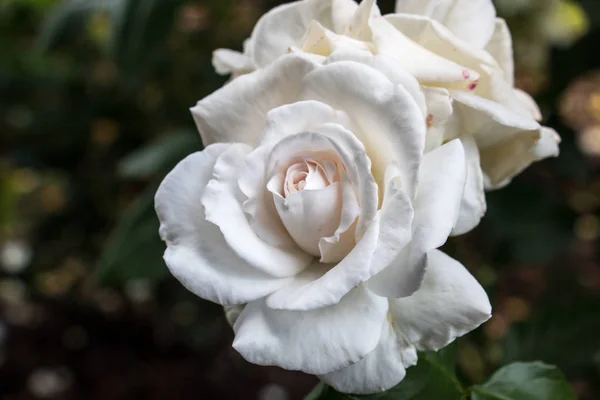 Park yeşil alan üzerinde beyaz gül