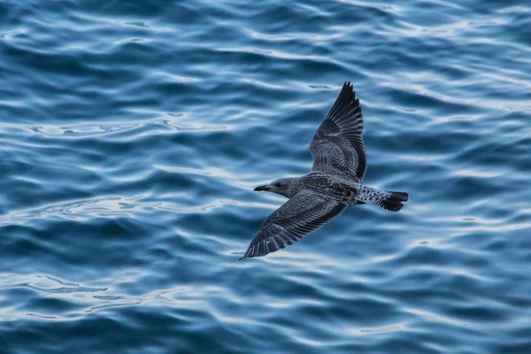 Flying sea mew above the sea of Turkey