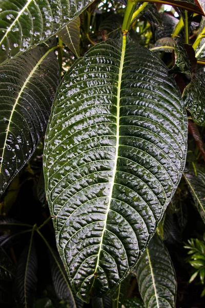 Hoja verde grande con bosque en el fondo —  Fotos de Stock