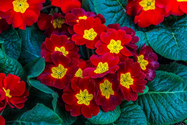 빨간색과 노란색 꽃과 분야에 녹색 잎 — 스톡 사진