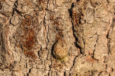 Kahverengi ağaç gövdesi eski ormandaki ağaçlar