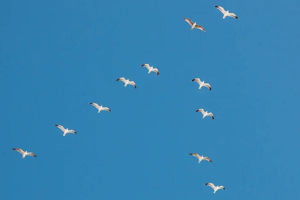 Flying sea mews in the sky in formation