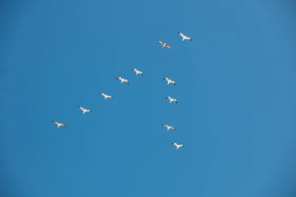Летающие морские мяушки в небе в строю — стоковое фото