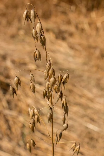 Сухие зерновые растения на сухом коричневом поле — стоковое фото