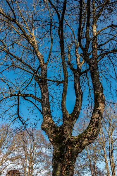 Velha árvore solitária no meio da floresta — Fotografia de Stock