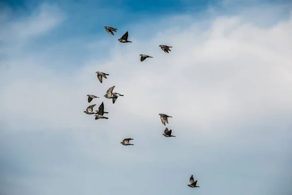Летающие пиджоны в небе и белые облака — стоковое фото