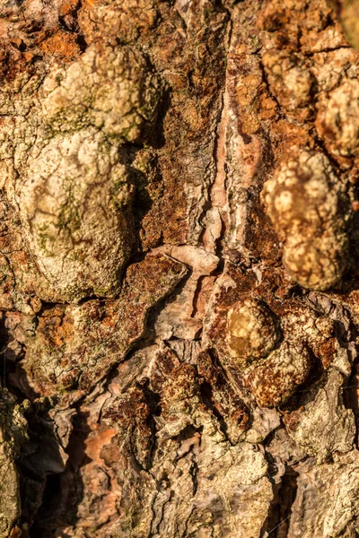 Pohon coklat batang pohon tua di hutan — Stok Foto