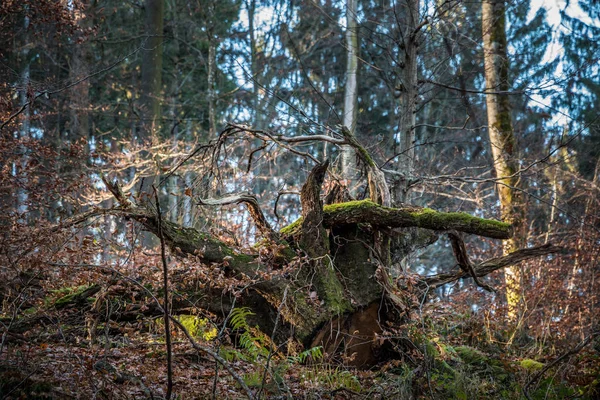 Корень дерева из упавшего старого дерева в лесу — стоковое фото