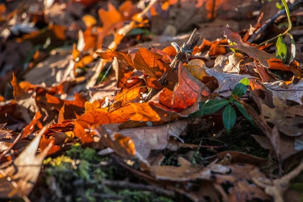 Hojas marrones caídas en medio del bosque — Foto de Stock