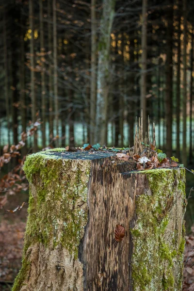 Tronco d'albero nel mezzo di una foresta incolore — Foto Stock