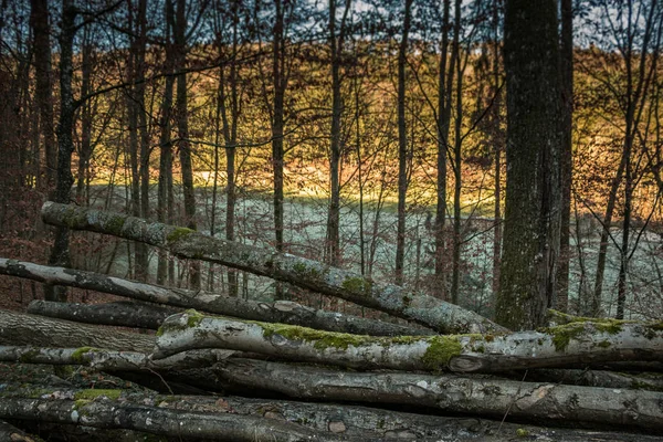 Árboles talados en medio de un bosque incoloro — Foto de Stock