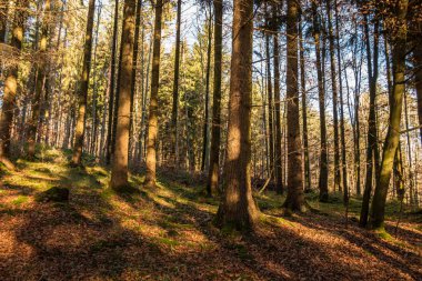 Kahverengi yapraklar ve ormanın ortasında çıplak ağaçlar düşmüş