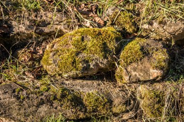 Bahçedeki yosunlu kayalar