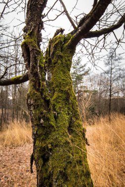 Ormanın ortasında eski yosunlu ağaç