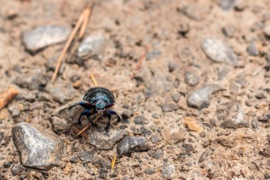 Ormandaki yerdeki küçük siyah hata