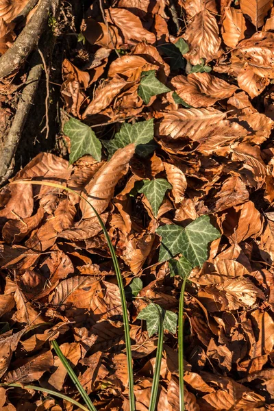 Hojas marrones caídas y hiedra en medio del bosque — Foto de Stock