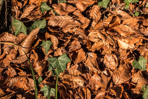 Hojas marrones caídas y hiedra en medio del bosque — Foto de Stock