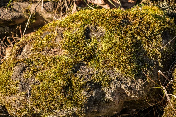 Rocas musgosas en el suelo en el jardín — Foto de Stock