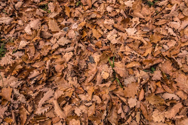 Hojas marrones caídas en medio del bosque — Foto de Stock