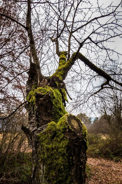 Старое мшистое дерево посреди леса — стоковое фото