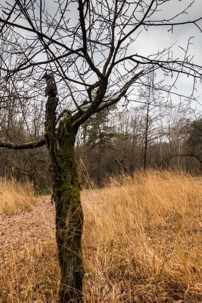 Ormanın ortasında eski yosunlu ağaç — Stok fotoğraf