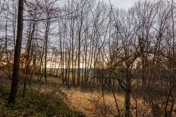 Kuru ot ve ormanın ortasında çıplak ağaçlar — Stok fotoğraf