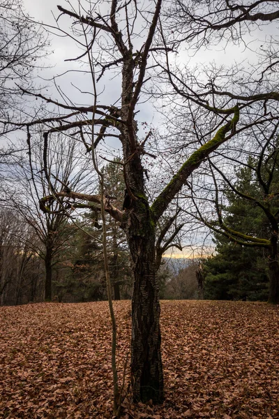 Πεσμένα φύλλα καφέ και παλιά γυμνά δέντρα στη μέση στο προσκήνιο — Φωτογραφία Αρχείου