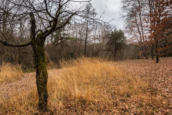 Ormanın ortasında eski yosunlu ağaç — Stok fotoğraf