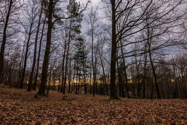 Ormanın ortasında kahverengi yaprakları düşmüş — Stok fotoğraf