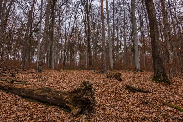 Ormanın ortasında kahverengi yaprakları düşmüş — Stok fotoğraf