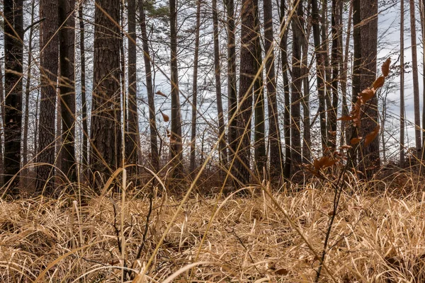 Düşen kahverengi yapraklar ve ormanın ortasında kuru ot — Stok fotoğraf