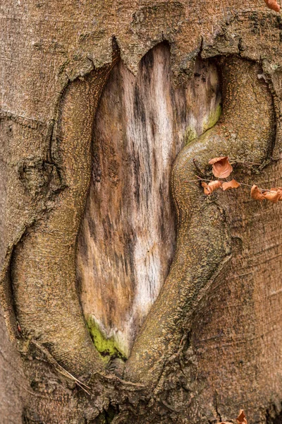 Kahverengi ağaç gövdesi eski ormandaki ağaçlar — Stok fotoğraf