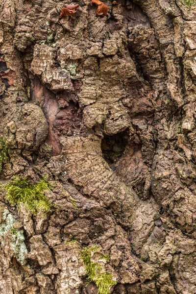 Tronc d'arbre brun de vieux arbres dans la forêt — Photo