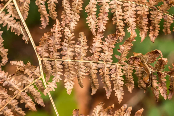 Droog bruin fern midden in het bos — Stockfoto