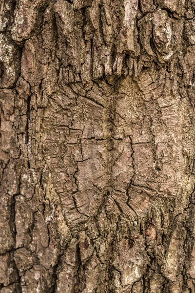 Tronc d'arbre brun de vieux arbres dans la forêt — Photo